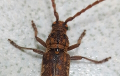 Rhytidodera simulans