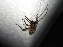 Rhytidodera simulans