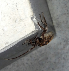 Rhytidodera simulans