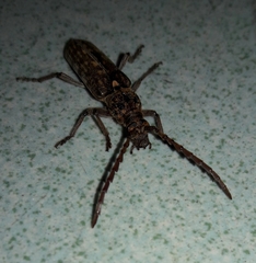 Rhytidodera simulans