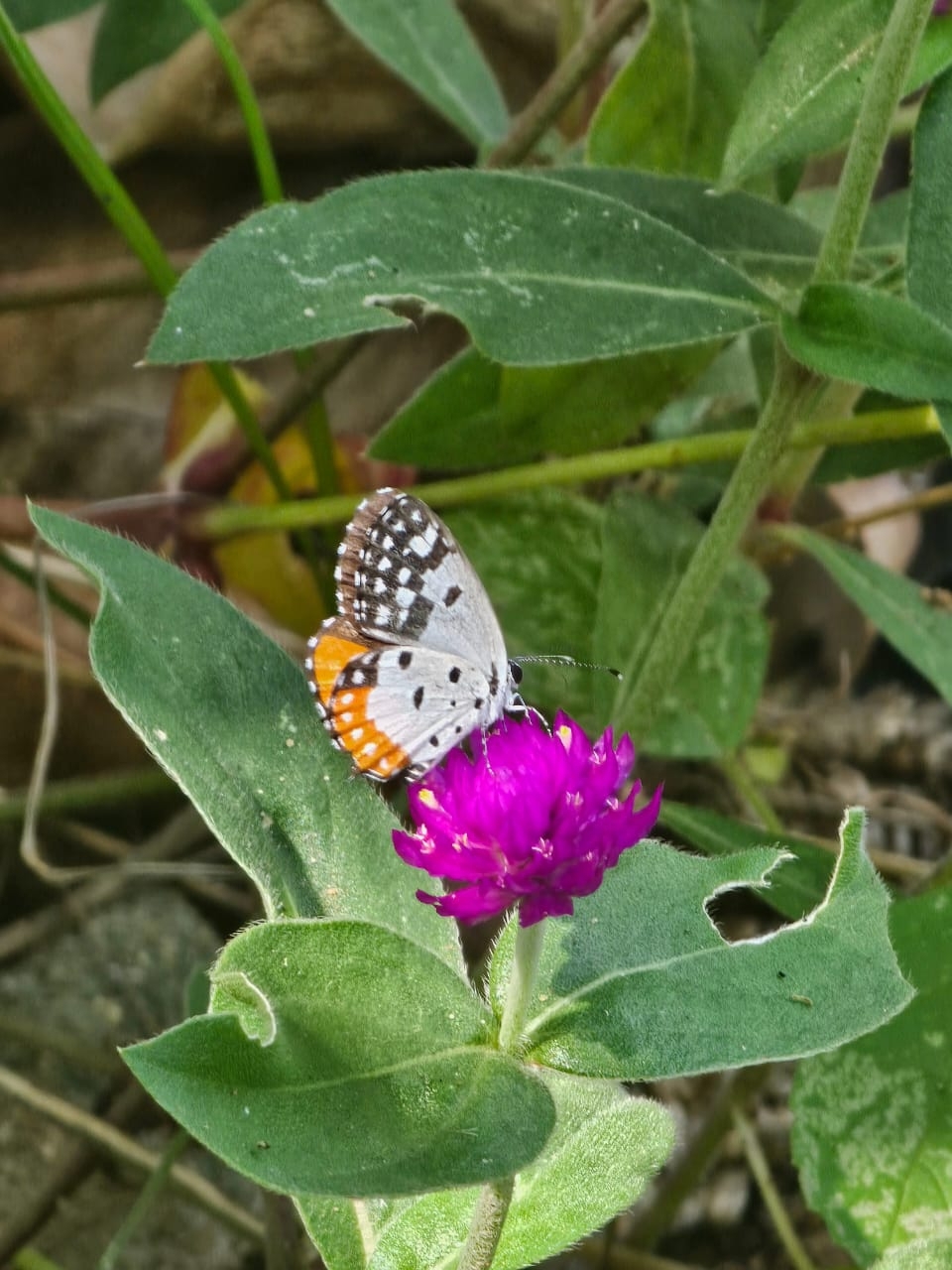 Red Pierrot