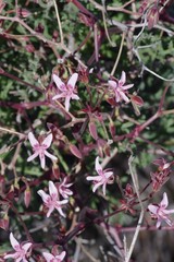 Pelargonium crithmifolium