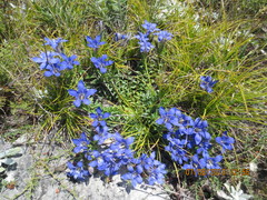 Gentiana septemfida grossheimii