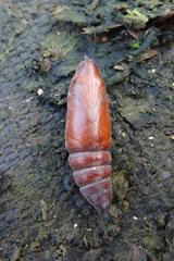 Proserpinus proserpina