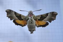 Proserpinus proserpina