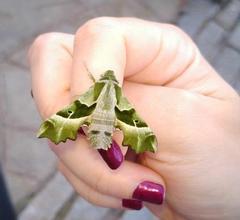 Proserpinus proserpina