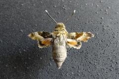 Proserpinus proserpina