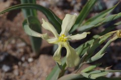Moraea schlechteri