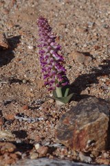 Lachenalia carnosa