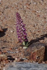 Lachenalia carnosa