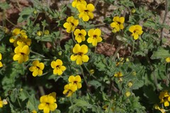 Jamesbrittenia pedunculosa