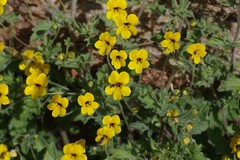 Jamesbrittenia pedunculosa