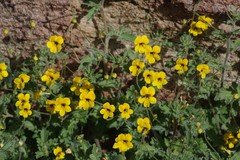 Jamesbrittenia pedunculosa