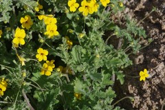 Jamesbrittenia pedunculosa