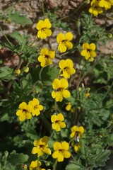 Jamesbrittenia pedunculosa