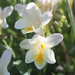 White Freesia - Photo (c) Marco Schmidt, some rights reserved (CC BY-NC-SA), uploaded by Marco Schmidt