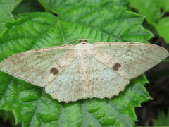 Luxiaria mitorrhaphes