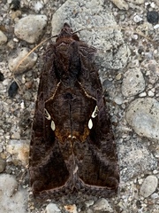 Autographa precationis