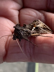Autographa precationis