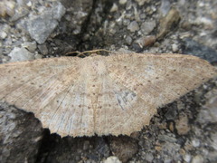 Luxiaria mitorrhaphes