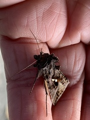 Autographa precationis