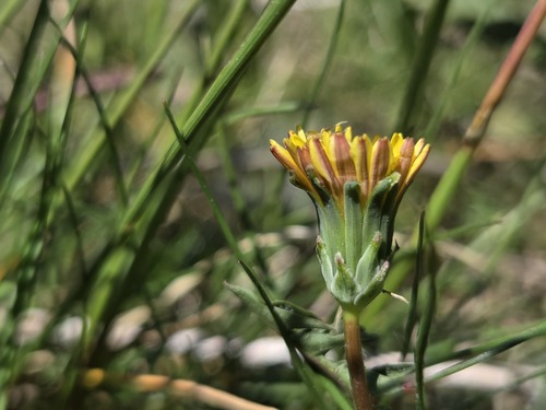 Taraxacum rubicundum (Taraxacum rubicundum)
