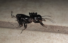 Stenopelmatus minor
