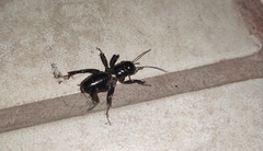 Stenopelmatus minor