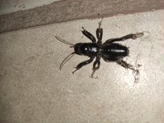 Stenopelmatus minor