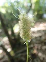 Phyteuma spicatum spicatum