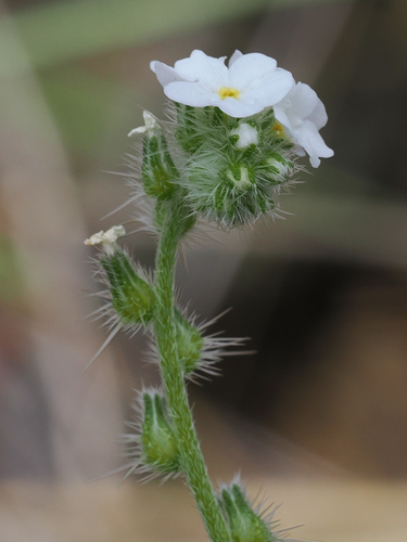 Cryptantha corollata