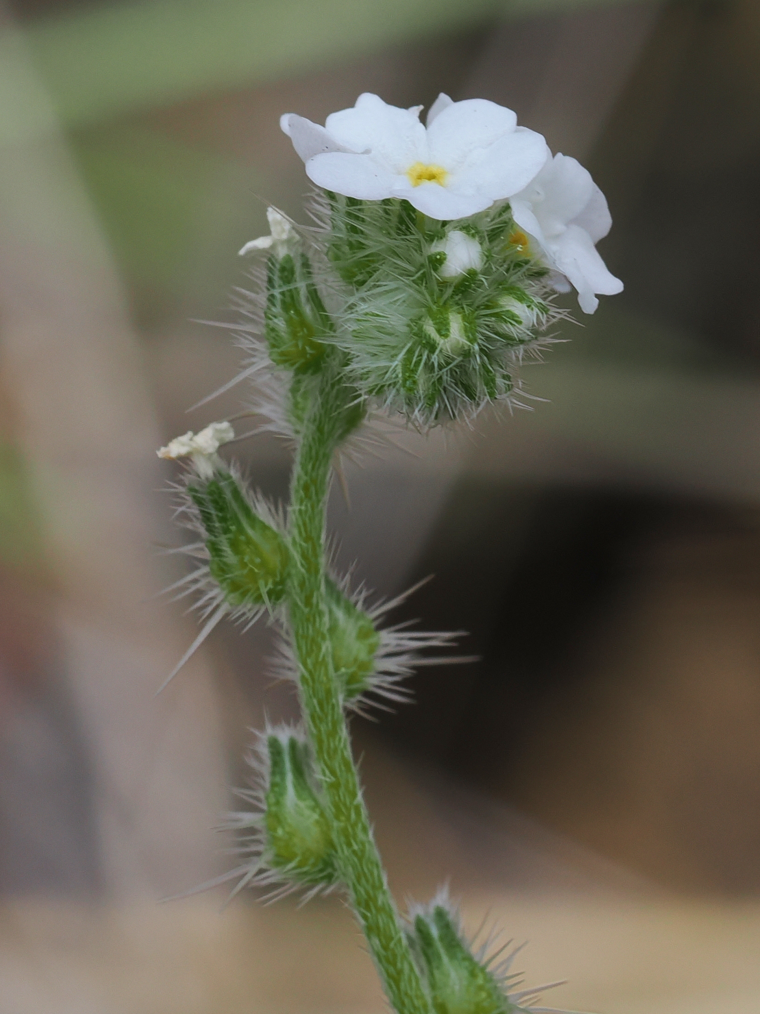 Cryptantha corollata
