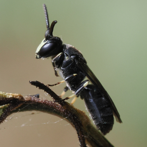 Vertical Masked Bee