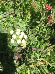 Ligusticum