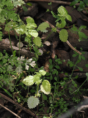 California Stinging Nettle (Hesperocnide tenella)