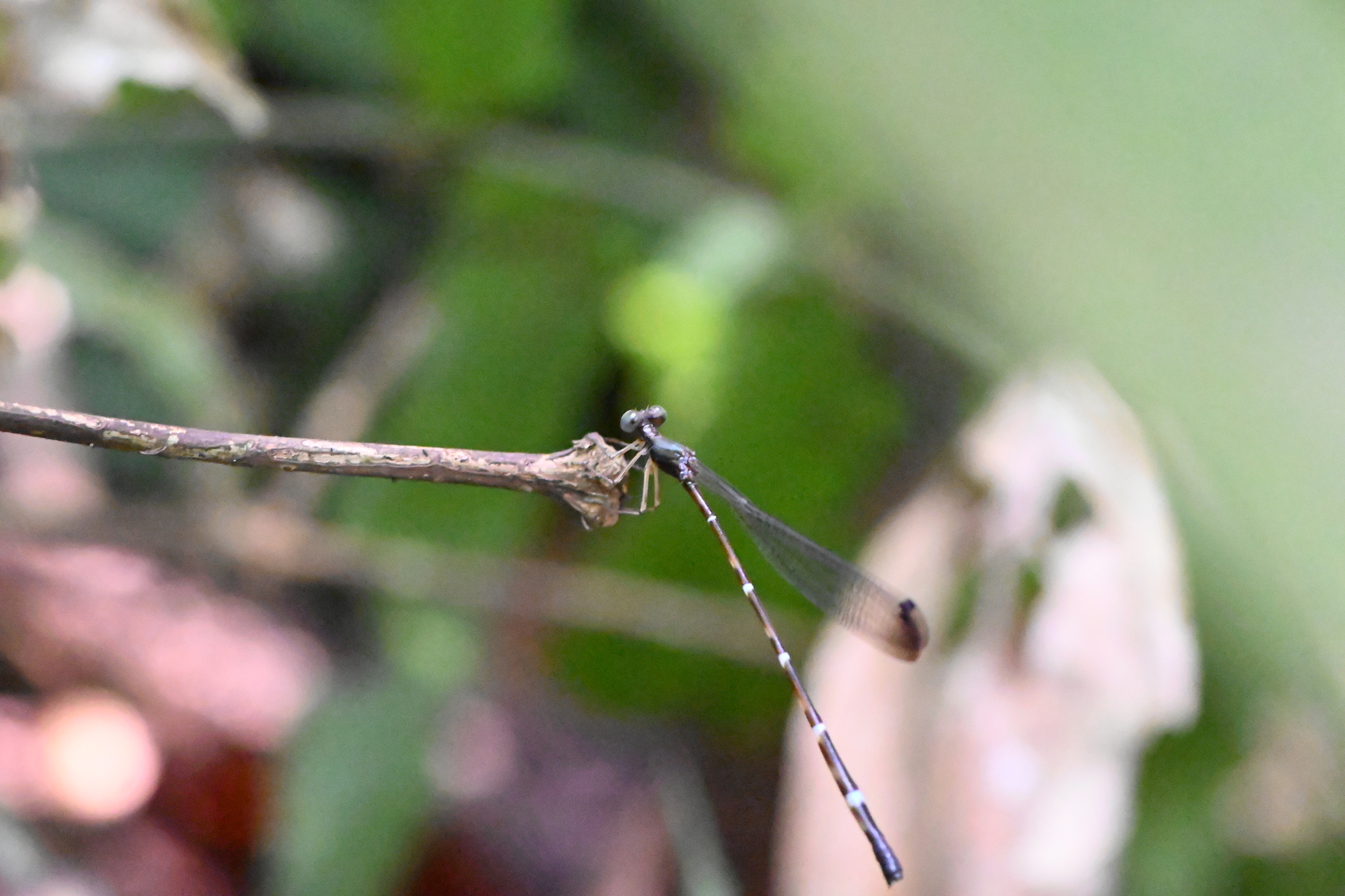 Indo-Chinese Blue Reedtail