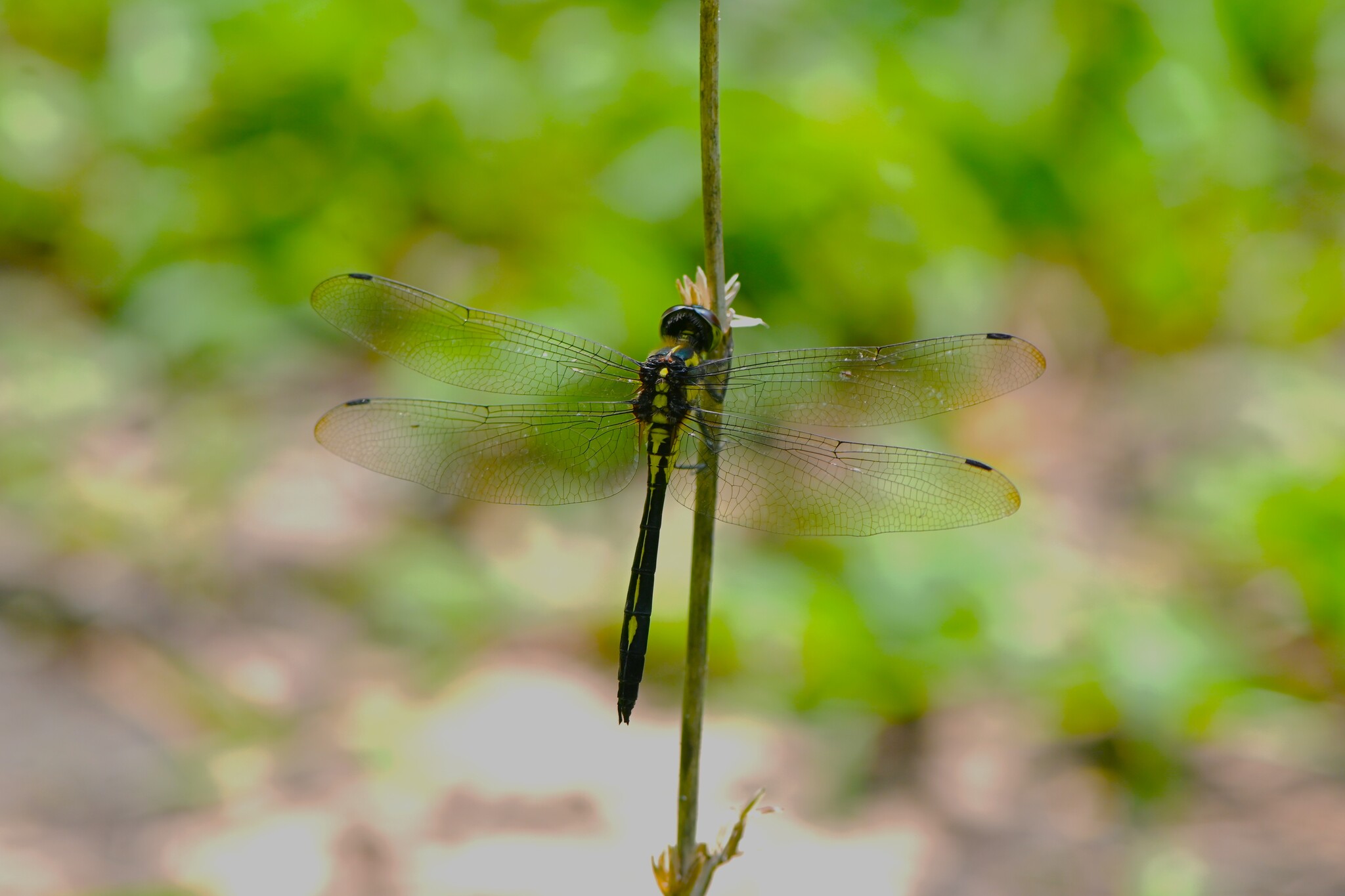 Emerald Cascader