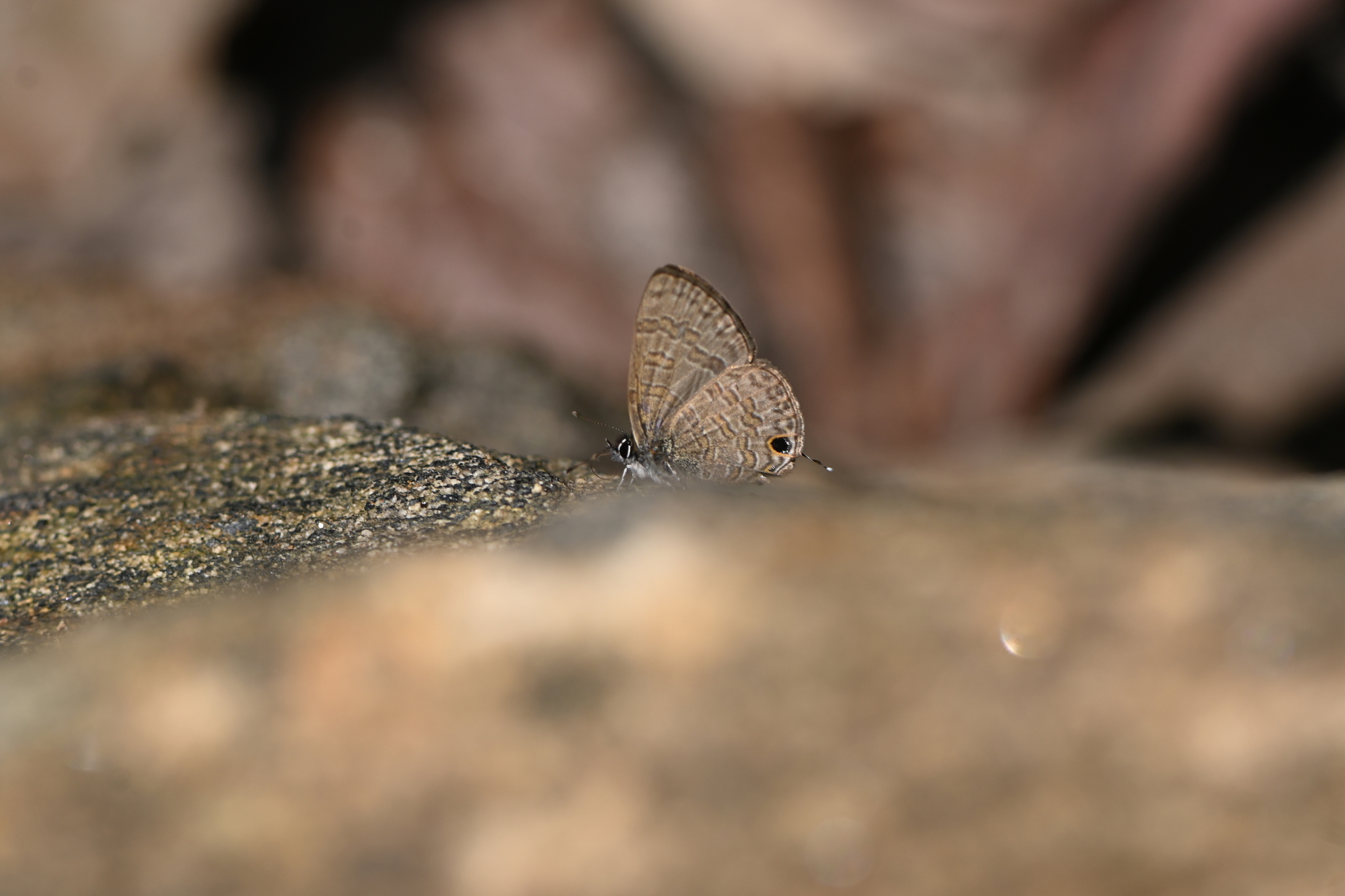 Common Lineblue