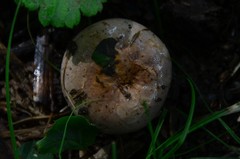 Lactarius sordidus