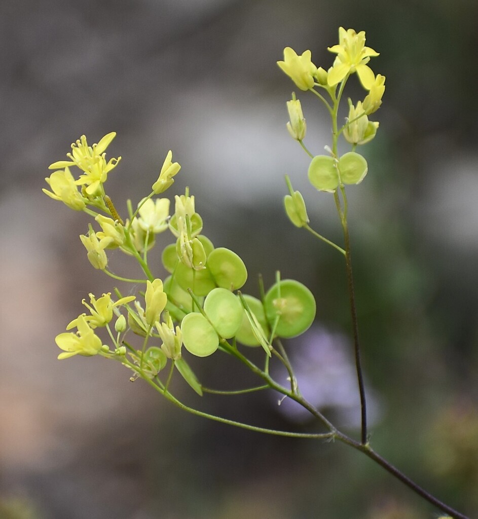 Biscutella lima
