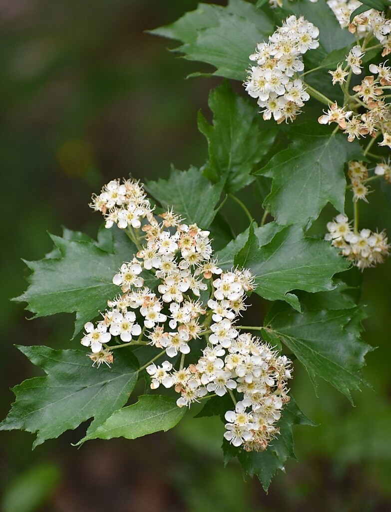 Sorbus torminalis — an easy houseplant, prefers full sun light