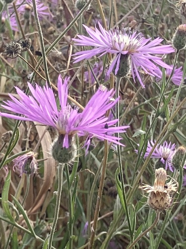 Volutaria muricata, photograph 6