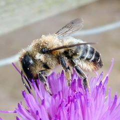 Megachile ligniseca