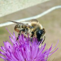 Megachile ligniseca