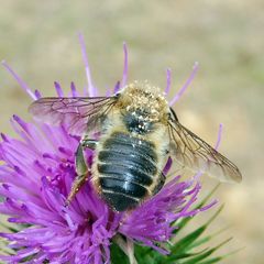 Megachile ligniseca