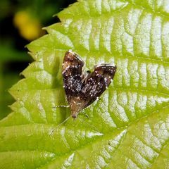 Prochoreutis sehestediana
