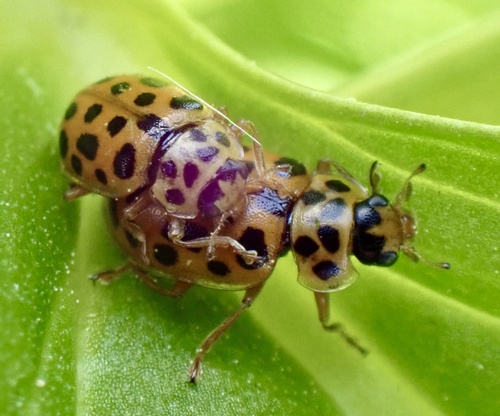 Water Ladybird, photo 7 of 9