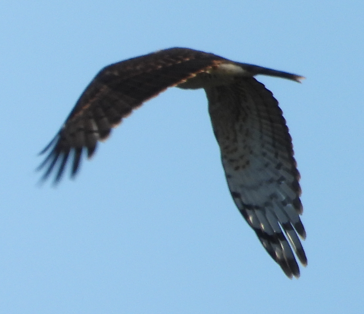 African Cuckoo-Hawk (Aviceda cuculoides), photo 5