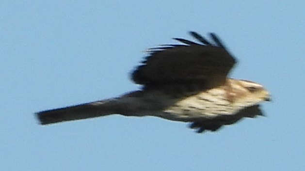 African Cuckoo-Hawk (Aviceda cuculoides), photo 6