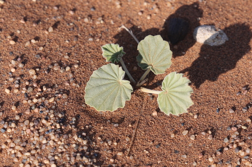 Monsonia ignorata 2